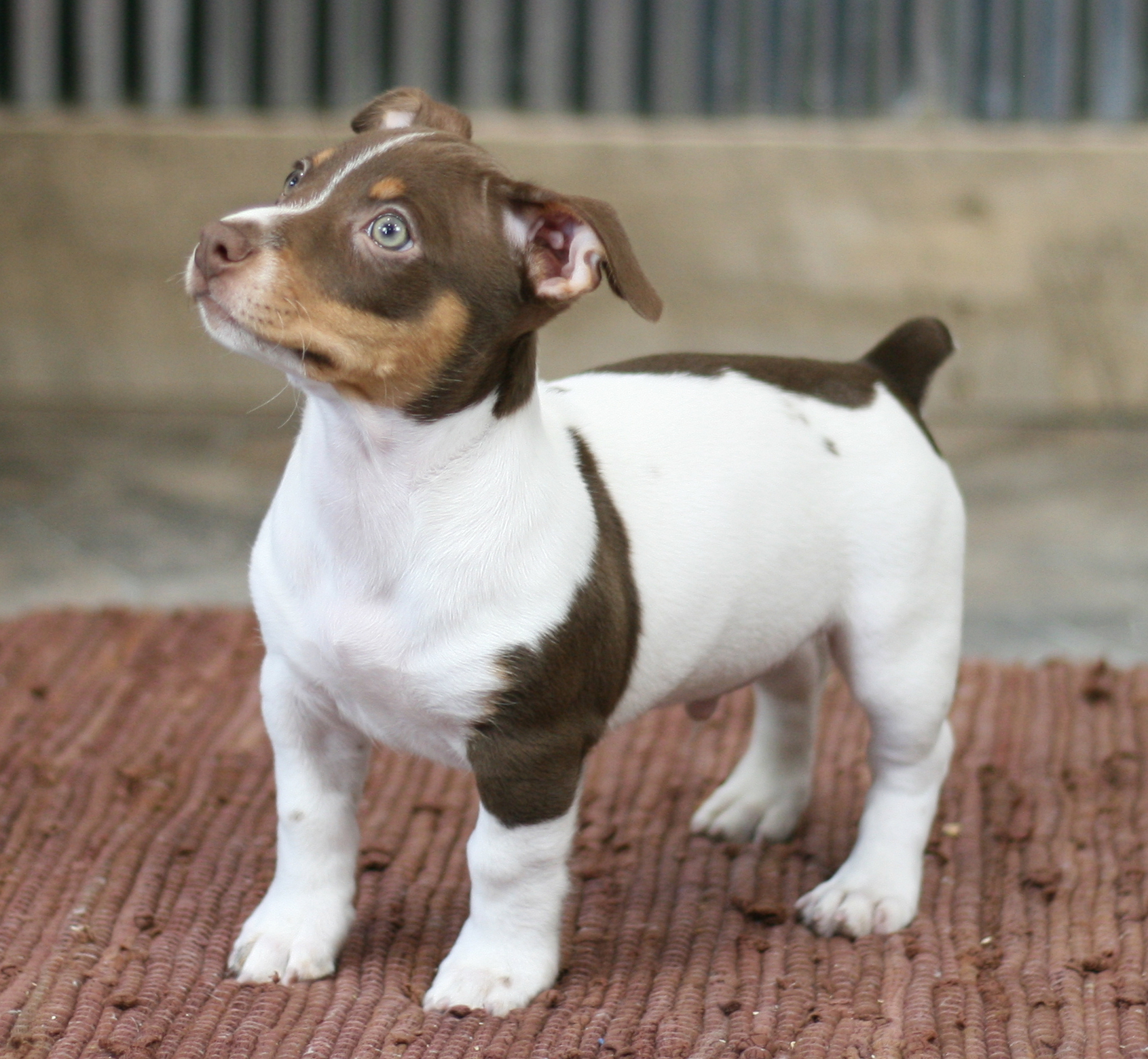 teddy roosevelt terrier pictures