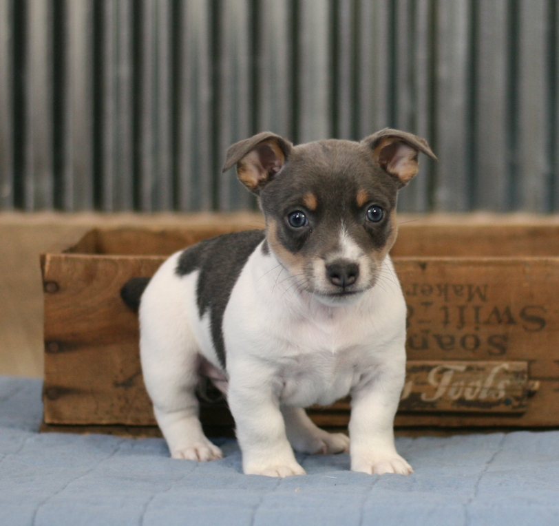 s&s teddy roosevelt terriers