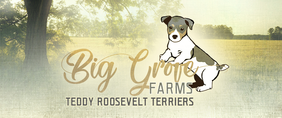 Big Grove Farms Teddy Roosevelt Terriers
