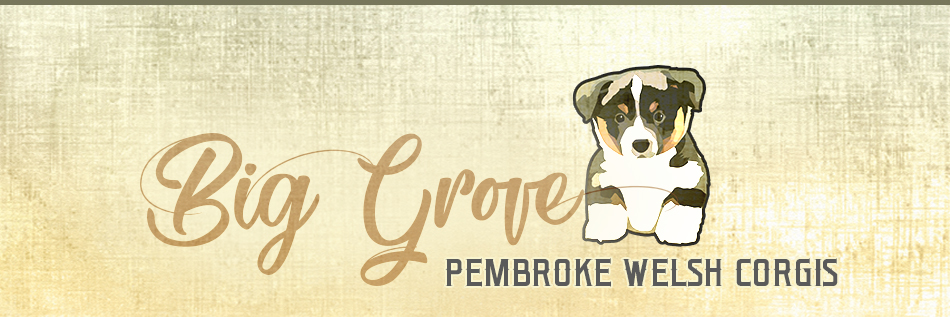 Big Grove Farms Pembroke Welsh Corgis